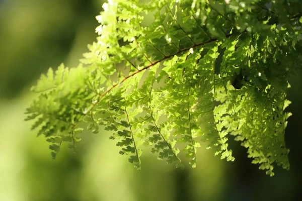 热带绿蕨 — 图库照片