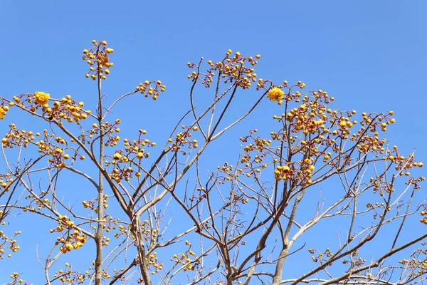 Arbre à fleurs jaune en tropical — Photo