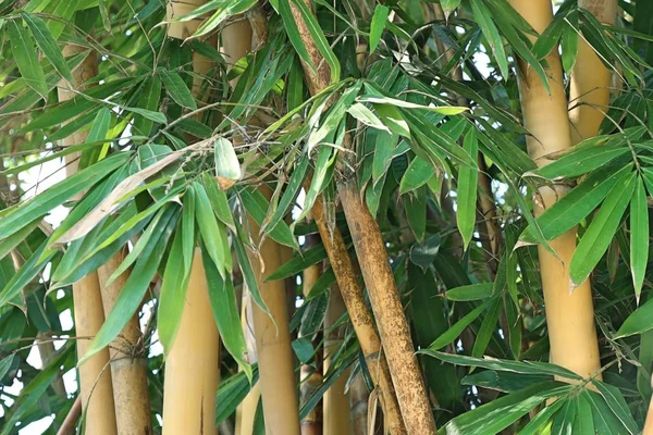 Bamboe boom in tropische — Stockfoto