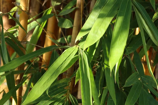 Árbol de bambú en tropical —  Fotos de Stock