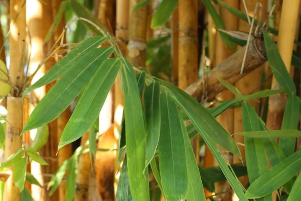 Árbol de bambú en tropical —  Fotos de Stock