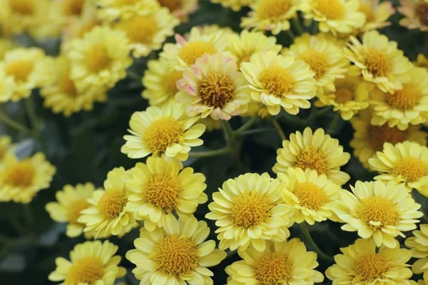 Fleur de chrysanthème naturel — Photo