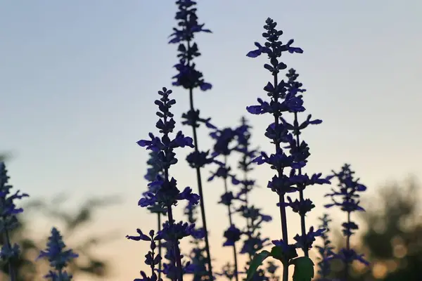 Salvia květina v tropických — Stock fotografie