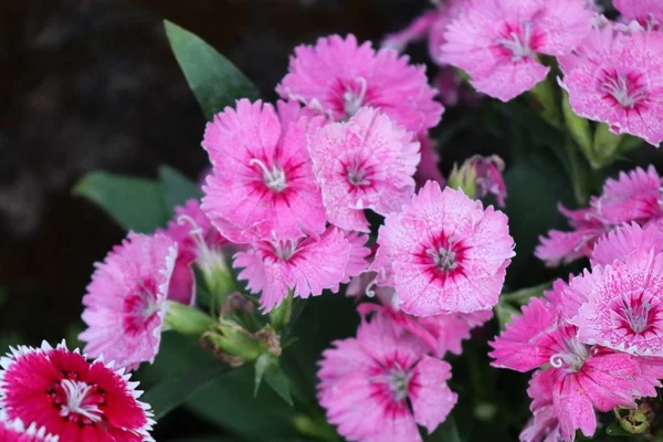 Flores rosas en tropical — Foto de Stock