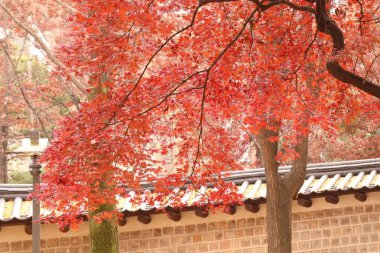 Akçaağaç yaprakları Kore bahar