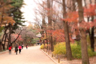 bulanık insanlar Kore bahar