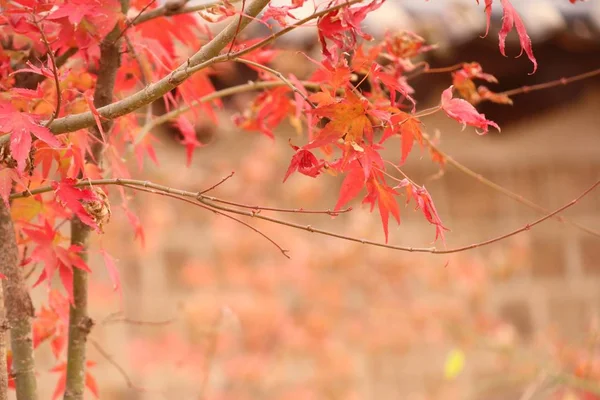 Akçaağaç yaprakları Kore bahar — Stok fotoğraf
