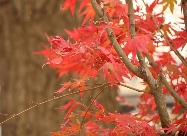 Akçaağaç yaprakları Kore bahar — Stok fotoğraf