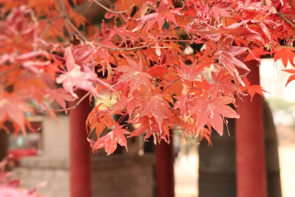 Feuilles d'érable en Corée du printemps — Photo