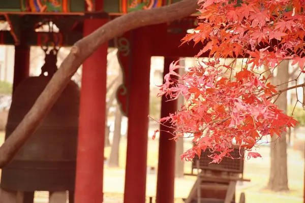 Hojas de arce en corea de primavera —  Fotos de Stock