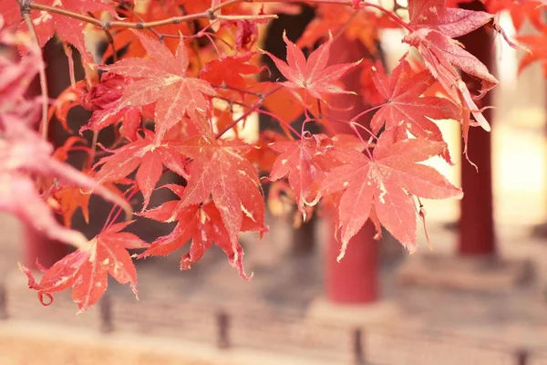 Feuilles d'érable en Corée du printemps — Photo