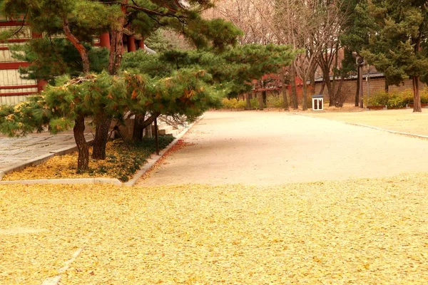 Foglie di pino in corea primaverile — Foto Stock