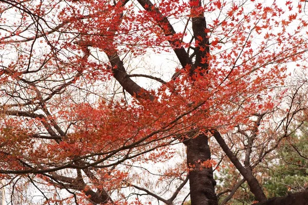 Lönnlöv i våren korea — Stockfoto