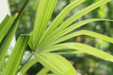 Doğal yeşil palmiye yaprakları