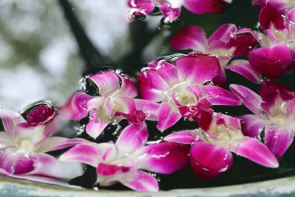 Orchids flower in water jar