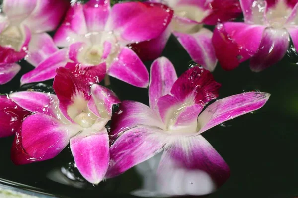 Orchids flower in water jar