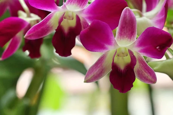 Flor de orquídeas em jarra de água — Fotografia de Stock