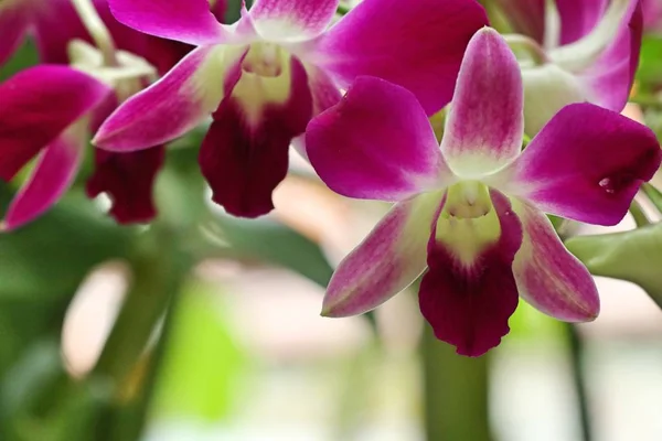 Orchideen blühen im Wasserglas — Stockfoto