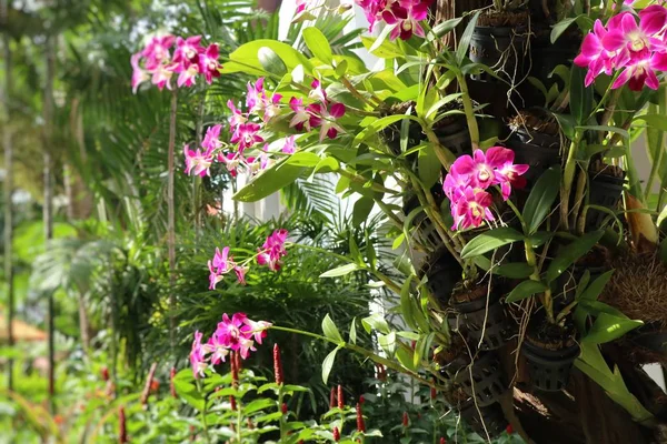 Tropikalne kwiecie orchidei — Zdjęcie stockowe