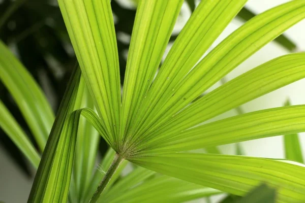 Folhas de palma verde natural — Fotografia de Stock