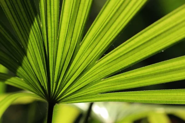 Groene palm bladeren natuurlijke — Stockfoto