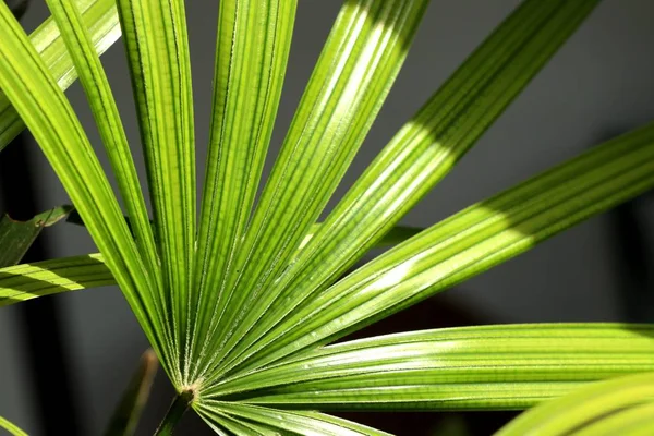 Zelená palm ponechává přírodní — Stock fotografie