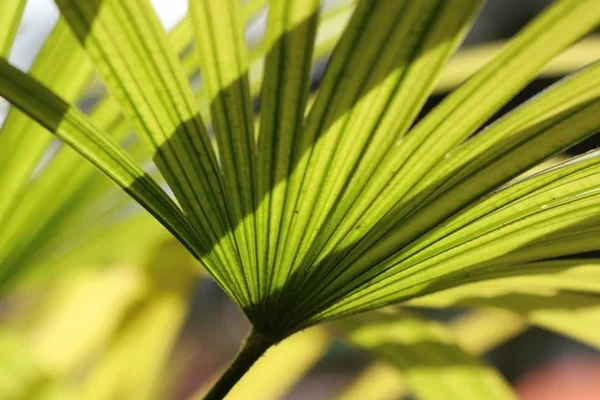 Doğal yeşil palmiye yaprakları