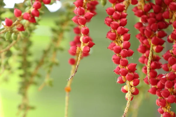 Betel palmera en el árbol — Foto de Stock