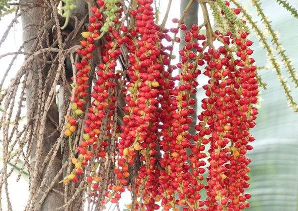 Betel palma na árvore — Fotografia de Stock