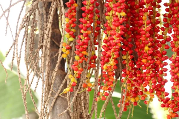 Betel palma na árvore — Fotografia de Stock