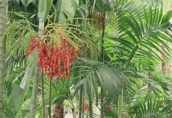Betel palma na árvore — Fotografia de Stock