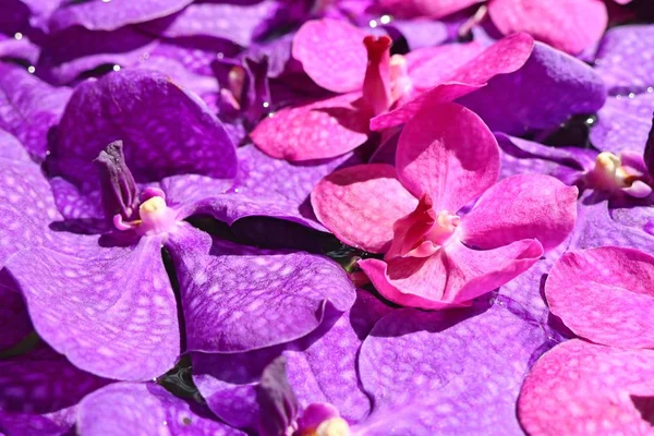 Las orquídeas de Vanda florecen en agua — Foto de Stock