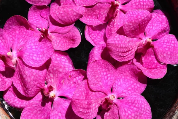 Las orquídeas de Vanda florecen en agua —  Fotos de Stock