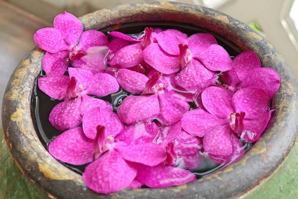 Las orquídeas de Vanda florecen en agua — Foto de Stock