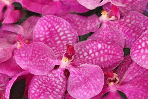 Vanda orchidées fleur dans l'eau — Photo