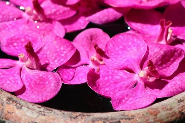 Las orquídeas de Vanda florecen en agua — Foto de Stock