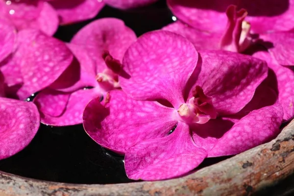 Vanda orkide çiçek su — Stok fotoğraf