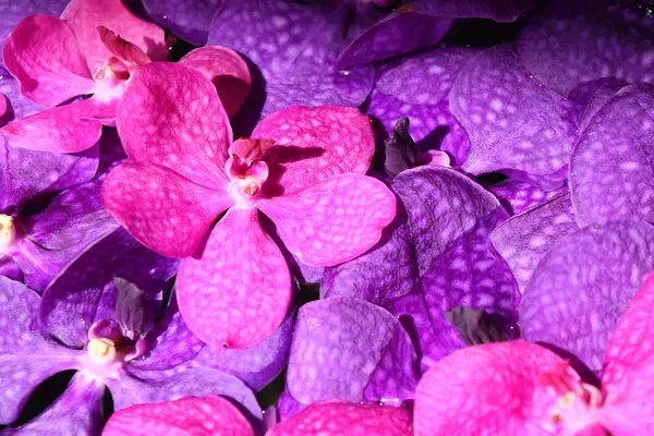 Vanda orquídeas flor na água — Fotografia de Stock