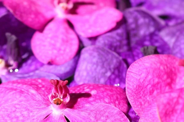 Vanda orkide çiçek su — Stok fotoğraf