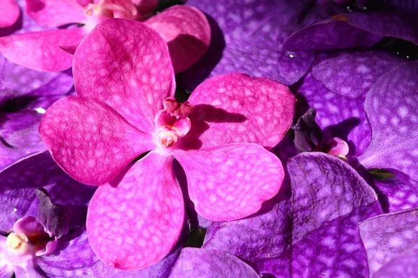 Vanda orchids flower in water — Stock Photo, Image