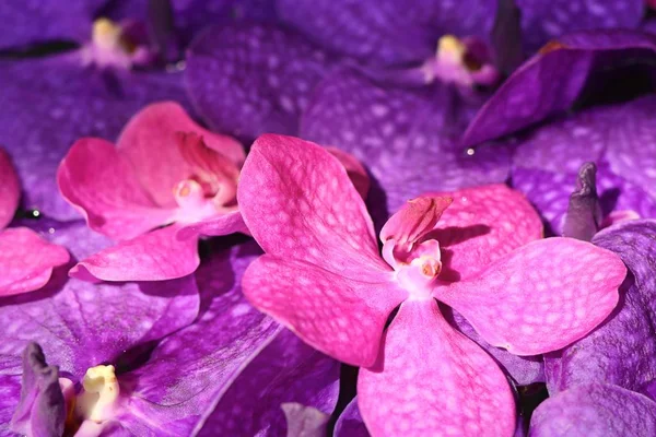 Vanda orchidées fleur dans l'eau — Photo