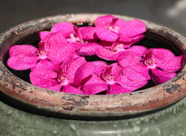 水でのバンダ蘭の花 — ストック写真