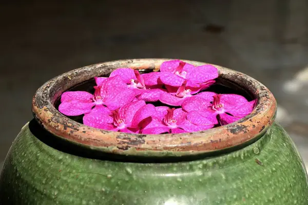 Las orquídeas de Vanda florecen en agua —  Fotos de Stock