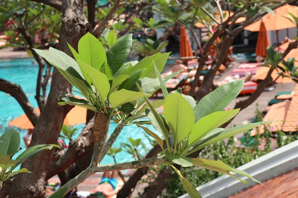 Frangipani junto a la piscina — Foto de Stock