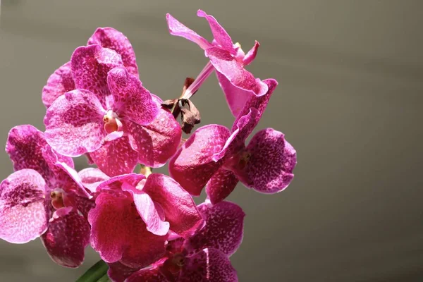 Rosa vanda orquídeas flor — Foto de Stock
