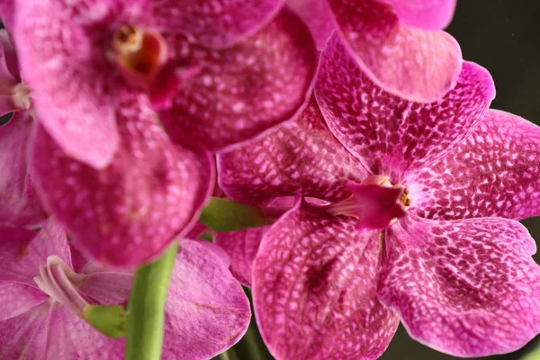 Rosa vanda orquídeas flor — Foto de Stock