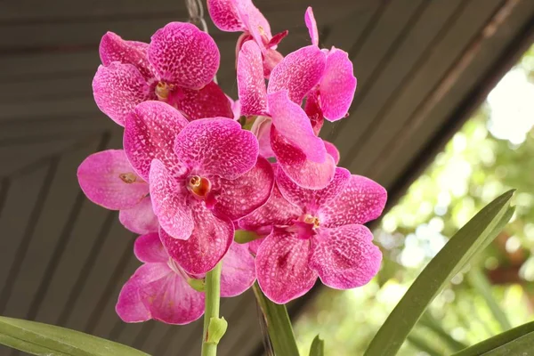 Rose vanda orchidées fleur — Photo