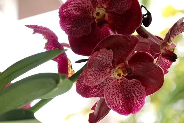 Flor rosa das orquídeas do vanda — Fotografia de Stock