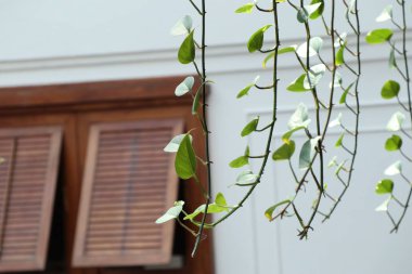 Yaprakları yeşil sarmaşık otel