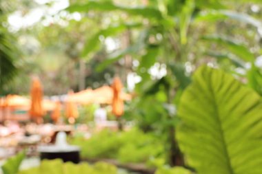 bulanık Yüzme Havuzu, şemsiye